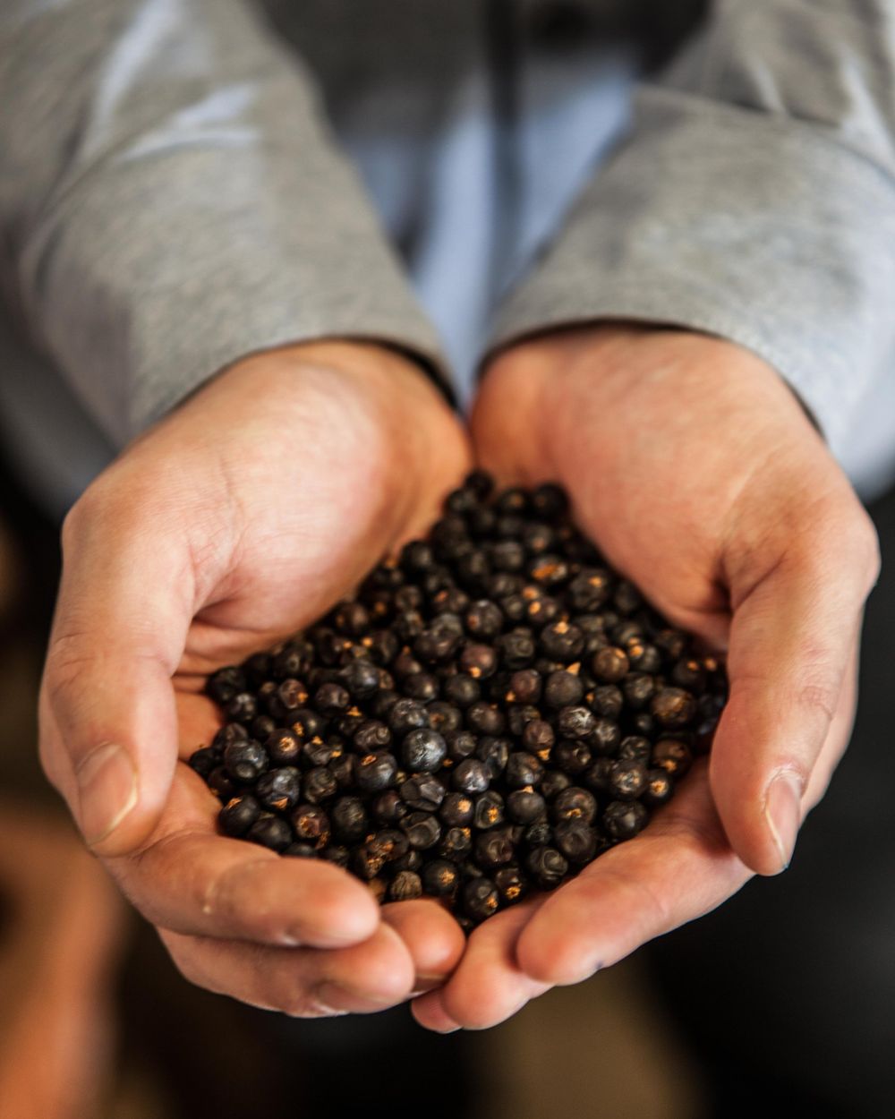 Juniper berries held in cupped hands